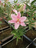 [4342 Free World VH No01.JPG]